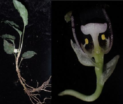 Aspidistra peltata, loài mới thuộc họ lan chuông Convallariaceae (Asparagaceae S.L) từ miền bắc Việt Nam