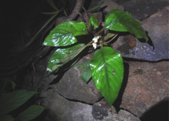 Một loài thực vật mới được phát hiện tại tỉnh Lâm Đồng, Việt Nam