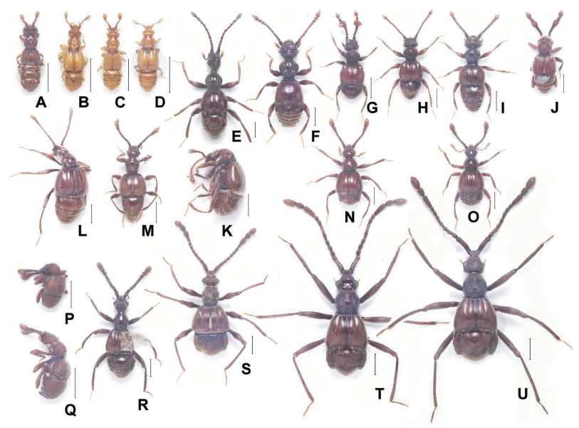 Danh lục các loài Pselaphine (Insecta, Coleoptera, Staphylinidae) được thu thập từ núi Phia Oắc, miền Bắc Việt Nam vào năm 2017 và danh lục phân loại cập nhật của các loài Pselaphine của Việt Nam