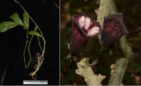 Một loài thực vật mới được phát hiện tại Thừa Thiên Huế, Miền Trung Việt Nam